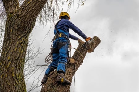 Comment réaliser un élagage d'arbres efficace pour embellir votre jardin ?