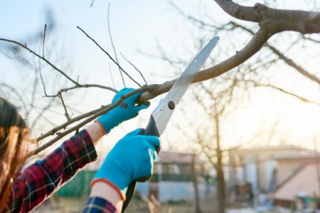 La taille raisonn&eacute;e &agrave; Valmont, une approche respectueuse des arbres