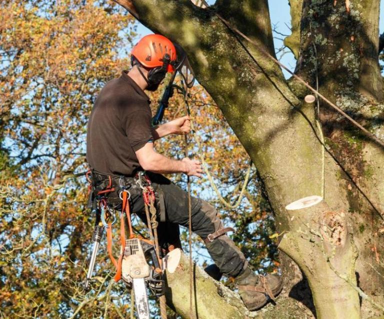 Pourquoi consulter un arboriste à Valmont pour vos arbres ?