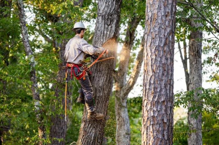 Pourquoi faire appel à un expert pour l'ébranchage à Valmont ?