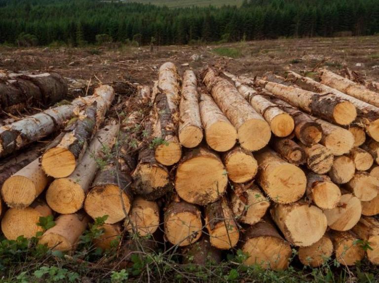 Quand et comment réaliser un démontage d'arbres sécurisé à Valmont ?