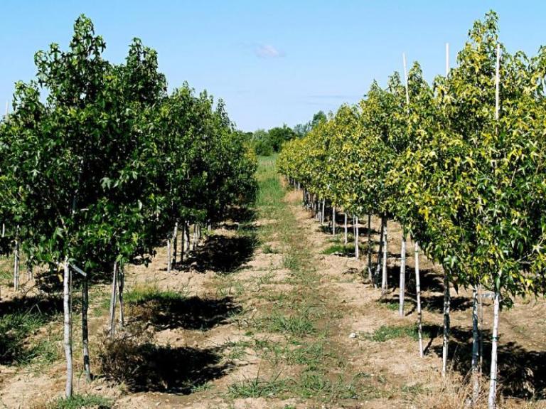 Soin aux arbres à Valmont, les secrets d'une gestion durable du végétal