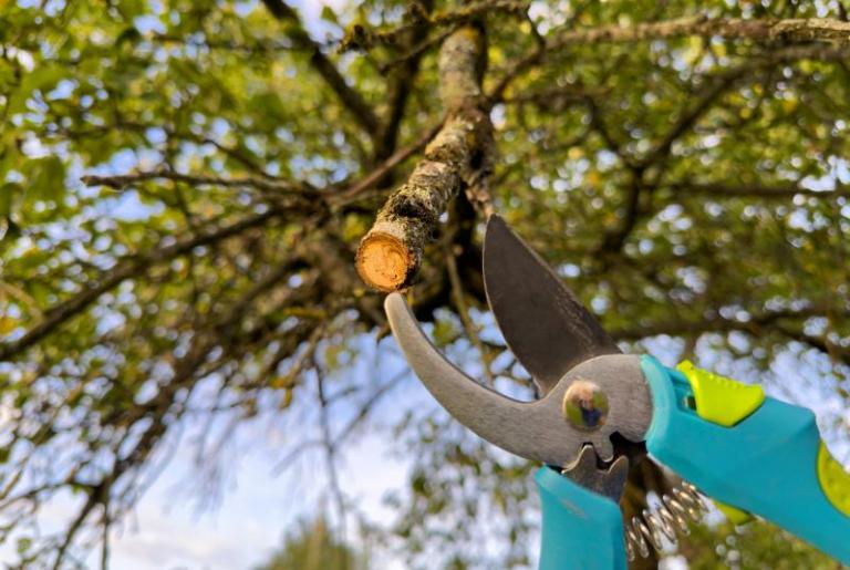 Guide pratique pour un entretien de jardin réussi toutes les saisons