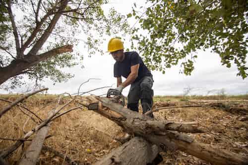 Quand faut-il envisager l'abattage d'arbres dans votre propriété ?